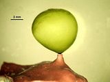 Dettaglio della generazione gametofitica